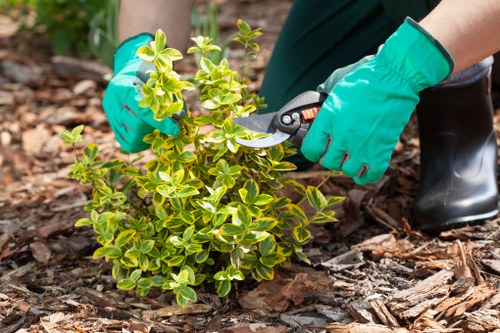 Experienced tree surgeons in Yeading completing professional arboricultural services